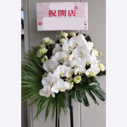 【FST-05】胡蝶蘭のナチュラルスタンド花