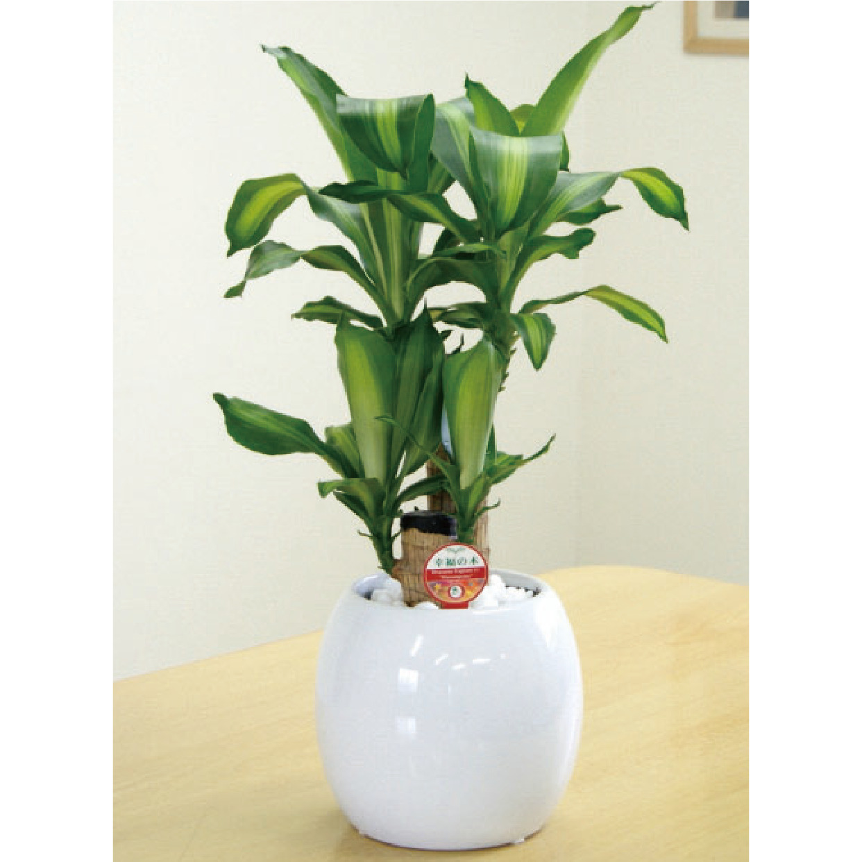 H-26】幸福の木：6号ボール陶器鉢 | 熊本で花屋ならフラワーカフェMyu